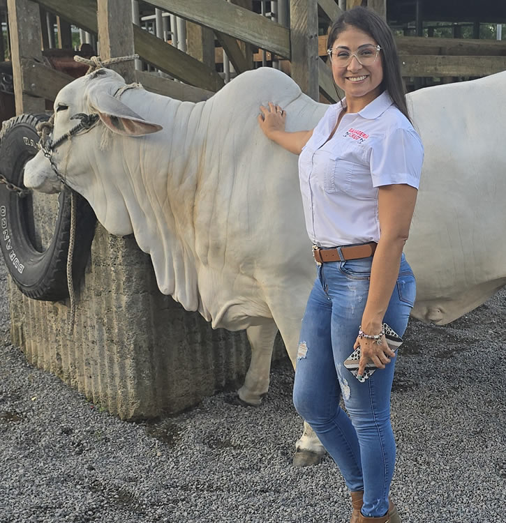 Ganado Brahman en Costa Rica