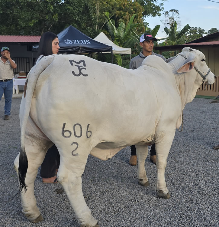 Ganado Brahman en Costa Rica