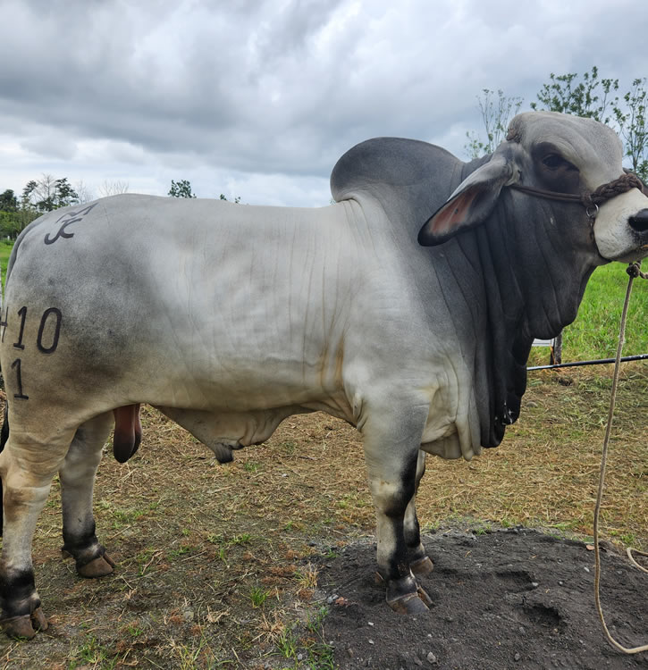 Ganado Brahman en Costa Rica